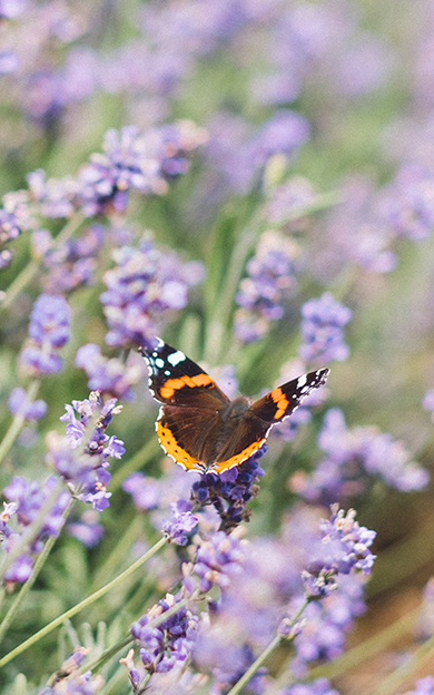 lavender and butterfly