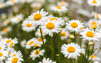 daisies
