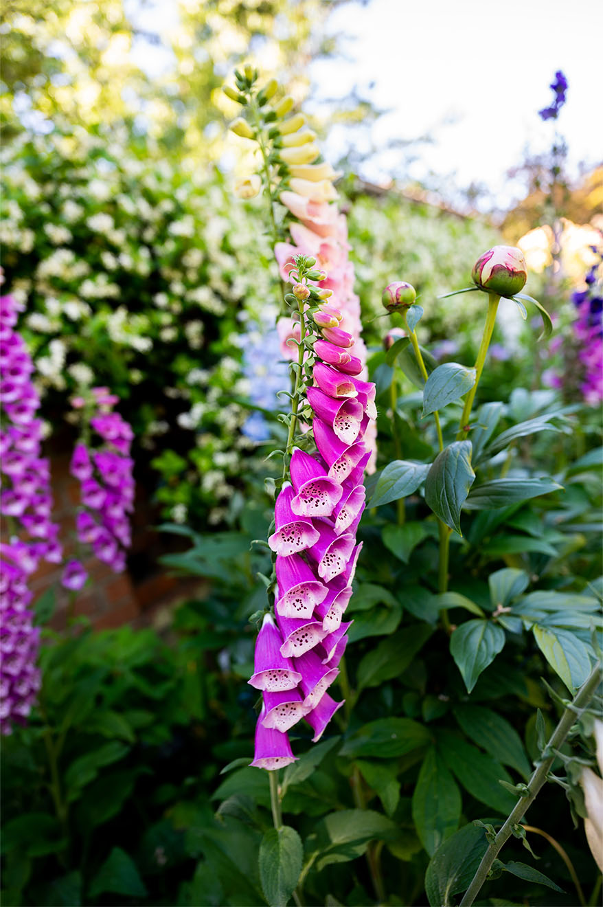 foxgloves